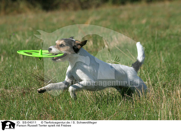 Parson Russell Terrier spielt mit Frisbee / SS-04011