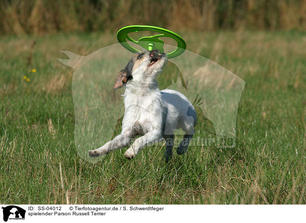 spielender Parson Russell Terrier / SS-04012