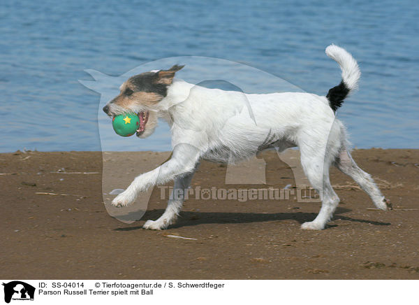 Parson Russell Terrier spielt mit Ball / SS-04014