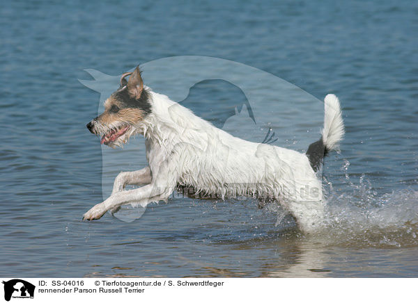 rennender Parson Russell Terrier / running Parson Russell Terrier / SS-04016