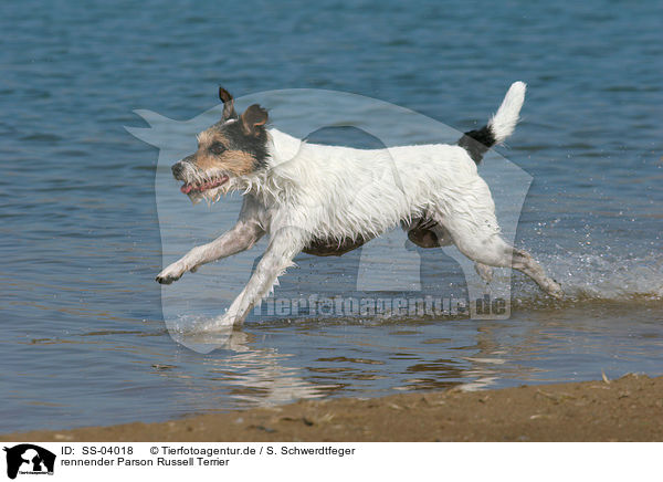 rennender Parson Russell Terrier / running Parson Russell Terrier / SS-04018