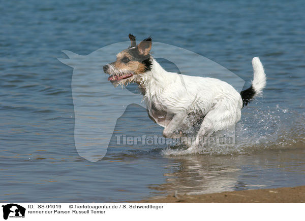 rennender Parson Russell Terrier / running Parson Russell Terrier / SS-04019