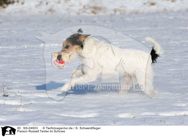 Parson Russell Terrier im Schnee / Parson Russell Terrier in snow / SS-04603