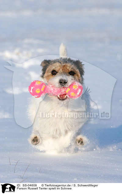 Parson Russell Terrier spielt im Schnee / Parson Russell Terrier plays in the snow / SS-04608