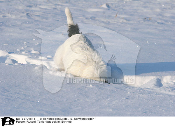 Parson Russell Terrier buddelt im Schnee / SS-04611