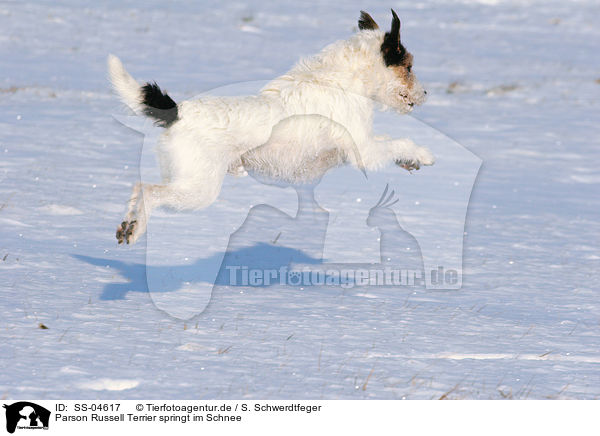 Parson Russell Terrier springt im Schnee / Parson Russell Terrier jumps in the snow / SS-04617