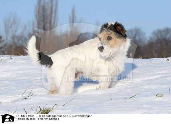 Parson Russell Terrier im Schnee / Parson Russell Terrier in the snow / SS-04634