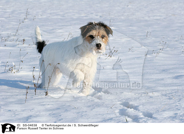 Parson Russell Terrier im Schnee / Parson Russell Terrier in the snow / SS-04638