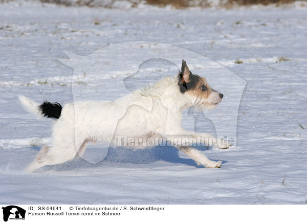 Parson Russell Terrier rennt im Schnee / Parson Russell Terrier runs in the snow / SS-04641