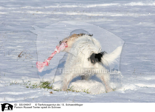 Parson Russell Terrier spielt im Schnee / Parson Russell Terrier plays in the snow / SS-04647