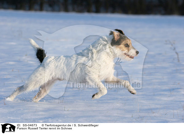 Parson Russell Terrier rennt im Schnee / Parson Russell Terrier runs in the snow / SS-04673