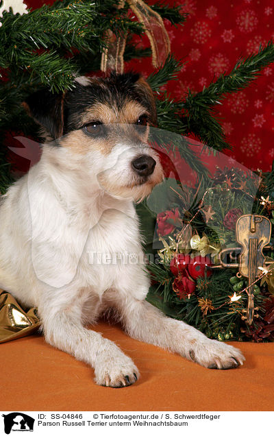 Parson Russell Terrier unterm Weihnachtsbaum / Parson Russell Terrier under christmas tree / SS-04846