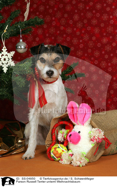 Parson Russell Terrier unterm Weihnachtsbaum / SS-04850