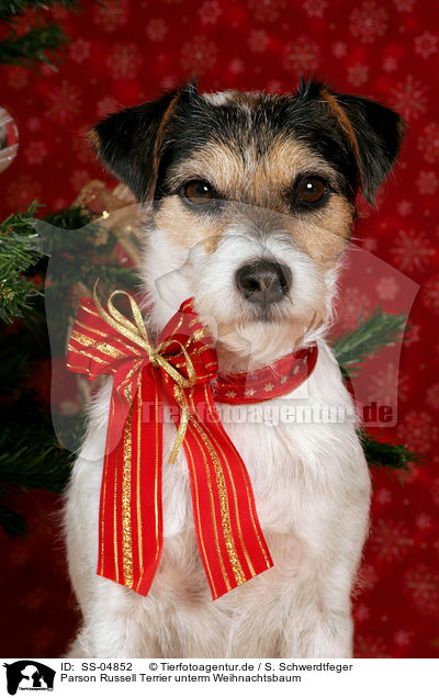 Parson Russell Terrier unterm Weihnachtsbaum / Parson Russell Terrier under christmas tree / SS-04852