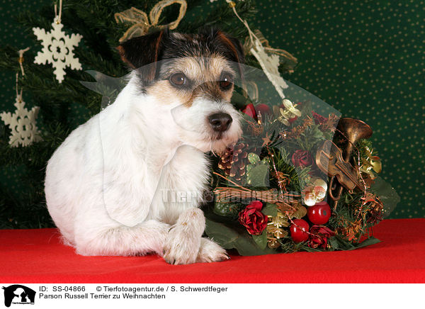 Parson Russell Terrier zu Weihnachten / Parson Russell Terrier at christmas / SS-04866