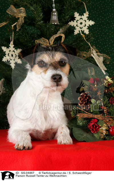 Parson Russell Terrier zu Weihnachten / Parson Russell Terrier at christmas / SS-04867