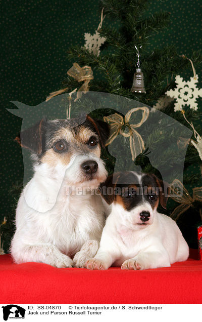 Jack und Parson Russell Terrier / Jack and Parson Russell Terrier / SS-04870