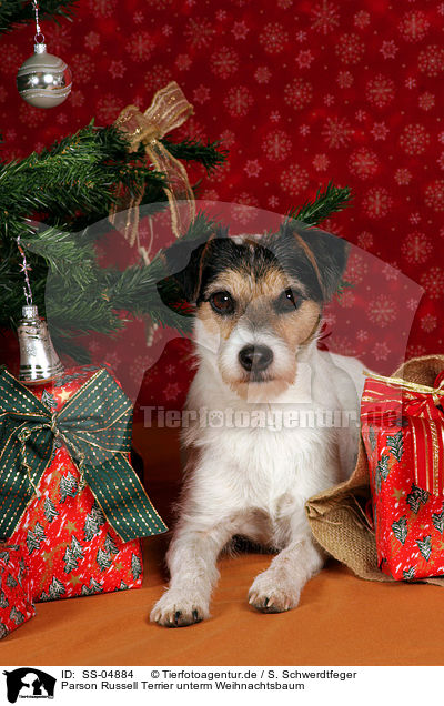 Parson Russell Terrier unterm Weihnachtsbaum / Parson Russell Terrier under christmas tree / SS-04884