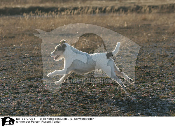 rennender Parson Russell Terrier / running Parson Russell Terrier / SS-07381