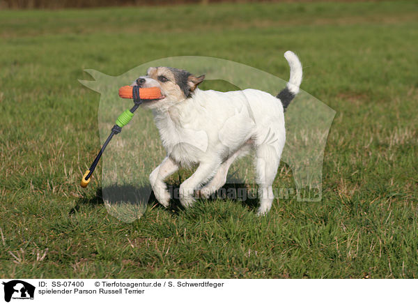 spielender Parson Russell Terrier / SS-07400