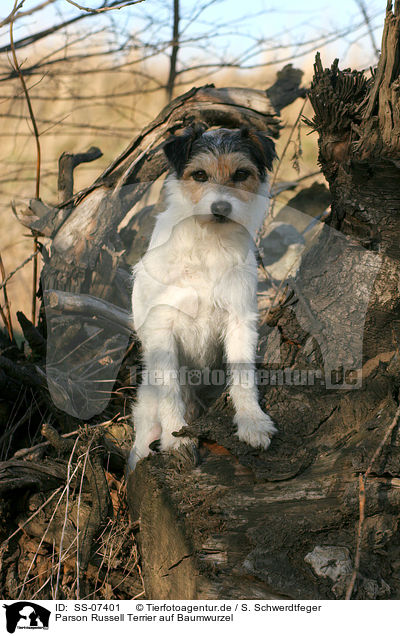 Parson Russell Terrier auf Baumwurzel / Parson Russell Terrier on tree root / SS-07401