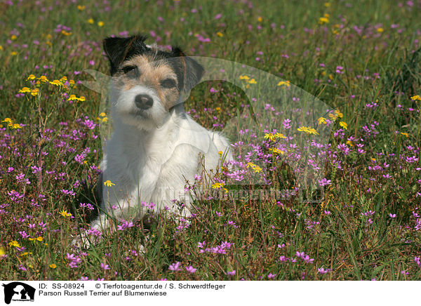 Parson Russell Terrier auf Blumenwiese / Parson Russell Terrier in flower field / SS-08924