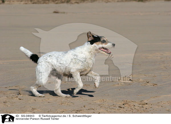 rennender Parson Russell Terrier / runing Parson Russell Terrier / SS-08943