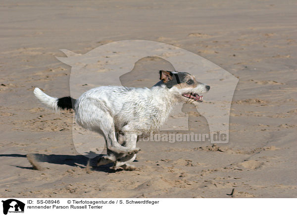 rennender Parson Russell Terrier / runing Parson Russell Terrier / SS-08946