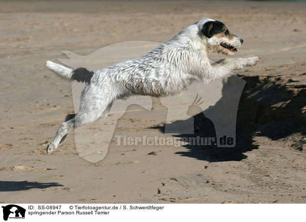 springender Parson Russell Terrier / jumping Parson Russell Terrier / SS-08947