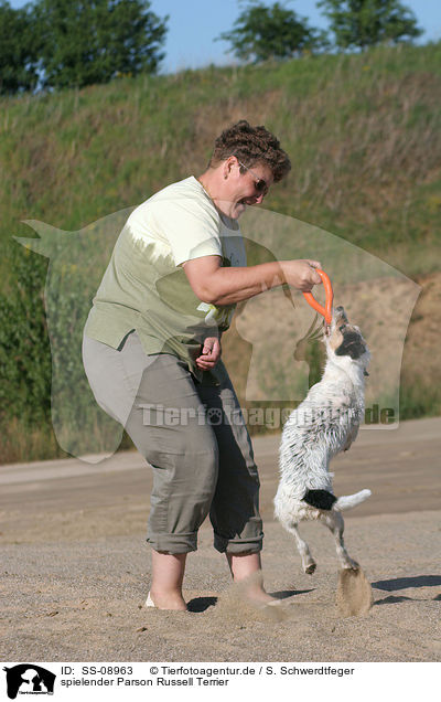 spielender Parson Russell Terrier / playing Parson Russell Terrier / SS-08963