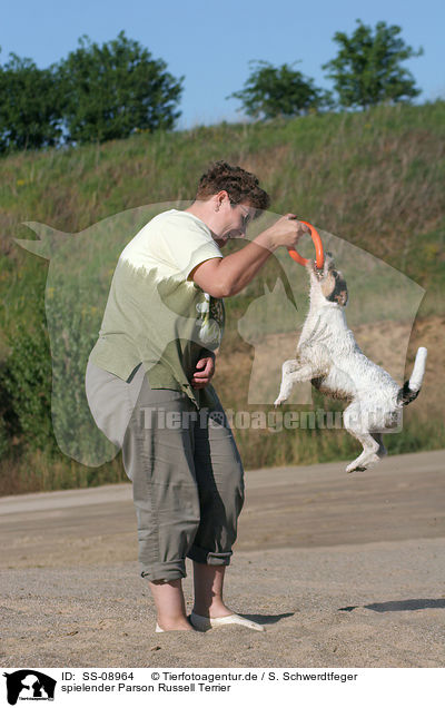 spielender Parson Russell Terrier / SS-08964