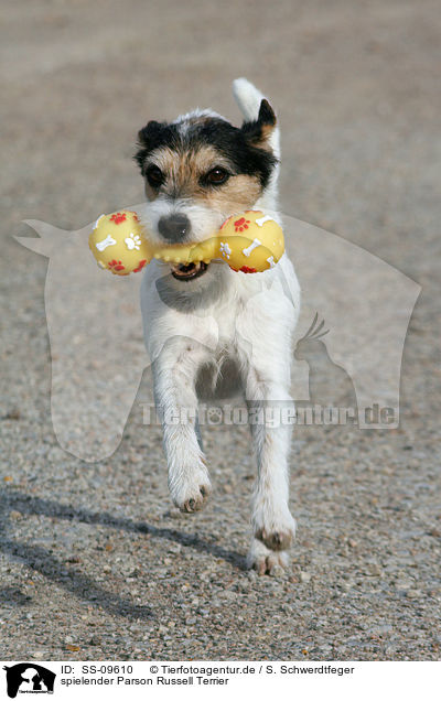 spielender Parson Russell Terrier / SS-09610