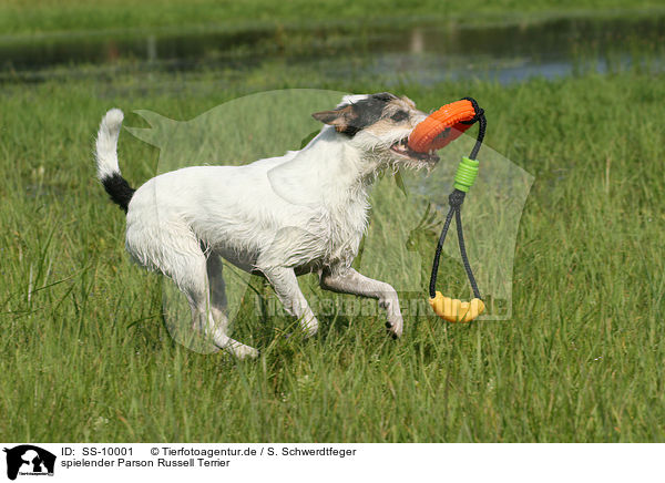 spielender Parson Russell Terrier / playing Parson Russell Terrier / SS-10001