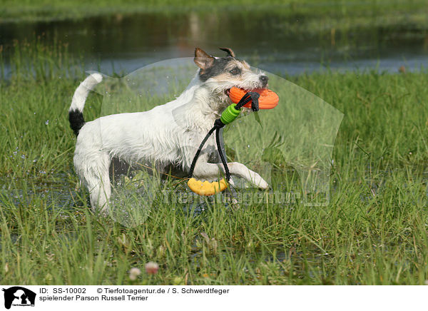 spielender Parson Russell Terrier / playing Parson Russell Terrier / SS-10002
