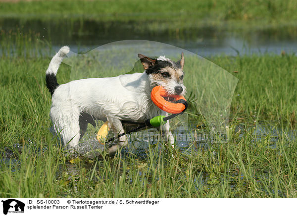 spielender Parson Russell Terrier / playing Parson Russell Terrier / SS-10003