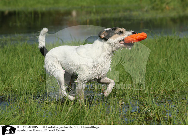 spielender Parson Russell Terrier / playing Parson Russell Terrier / SS-10005