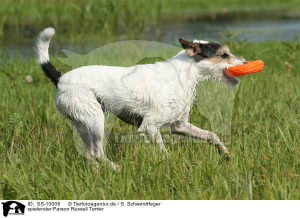 spielender Parson Russell Terrier / playing Parson Russell Terrier / SS-10006