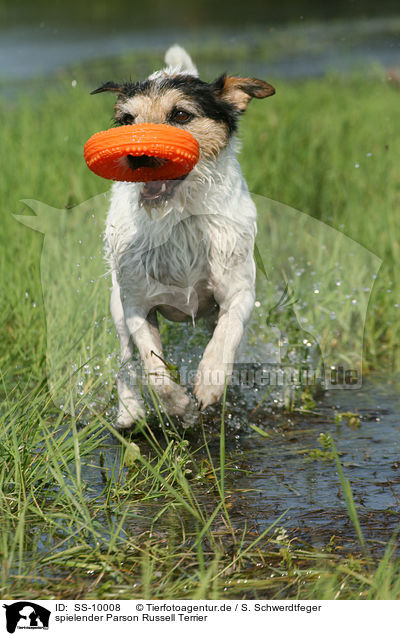 spielender Parson Russell Terrier / playing Parson Russell Terrier / SS-10008