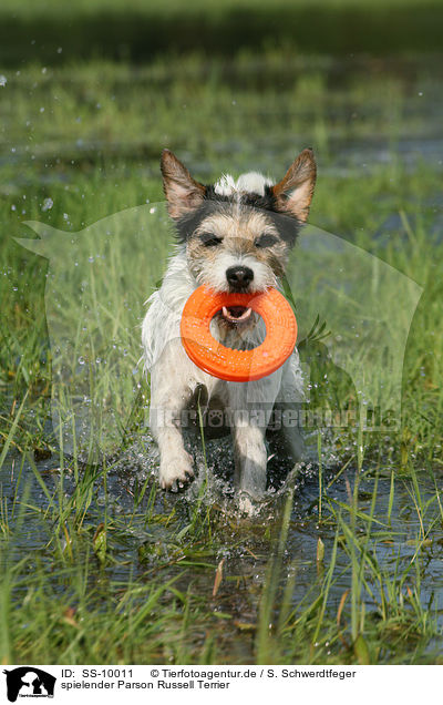 spielender Parson Russell Terrier / playing Parson Russell Terrier / SS-10011