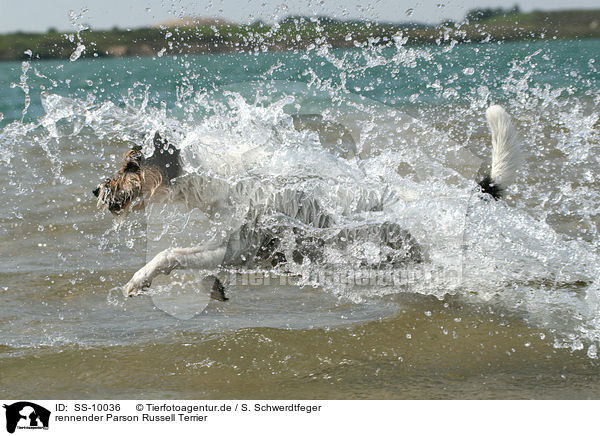 rennender Parson Russell Terrier / running Parson Russell Terrier / SS-10036