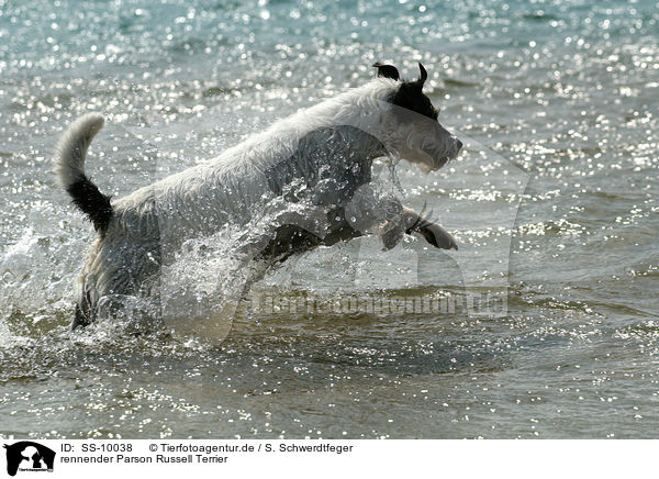 rennender Parson Russell Terrier / running Parson Russell Terrier / SS-10038