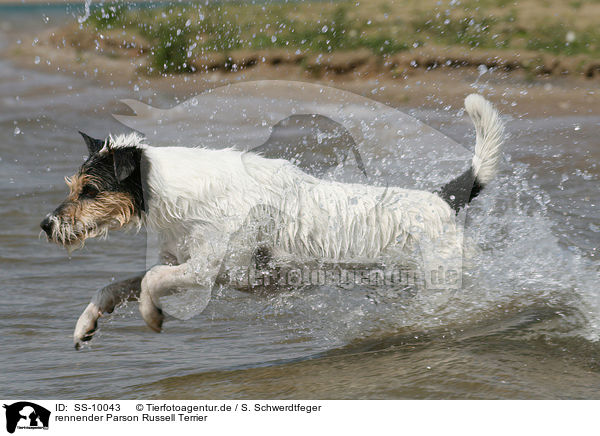 rennender Parson Russell Terrier / running Parson Russell Terrier / SS-10043