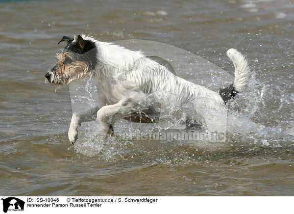 rennender Parson Russell Terrier / running Parson Russell Terrier / SS-10046