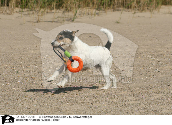 spielender Parson Russell Terrier / playing Parson Russell Terrier / SS-10048