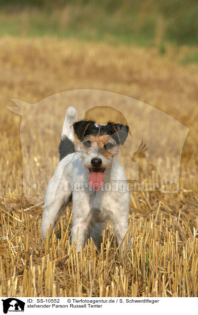 stehender Parson Russell Terrier / standing Parson Russell Terrier / SS-10552