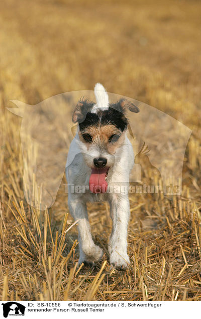rennender Parson Russell Terrier / running Parson Russell Terrier / SS-10556