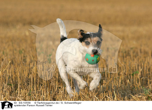 spielender Parson Russell Terrier / playing Parson Russell Terrier / SS-10558
