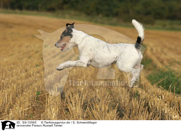 rennender Parson Russell Terrier / running Parson Russell Terrier / SS-10565