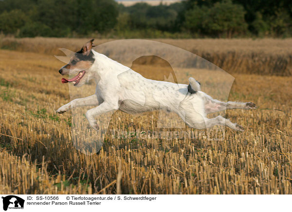 rennender Parson Russell Terrier / running Parson Russell Terrier / SS-10566