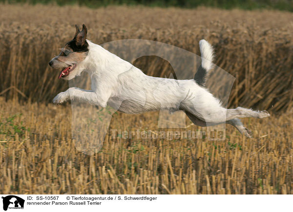 rennender Parson Russell Terrier / running Parson Russell Terrier / SS-10567